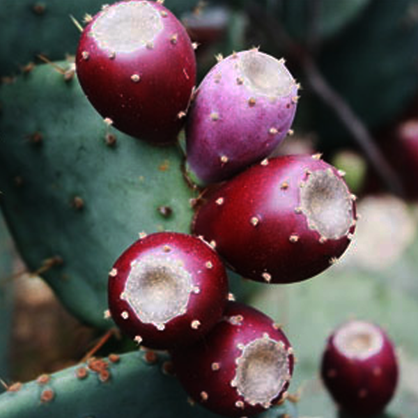 Helper to retain moisture in the dermis-Prickly Pear